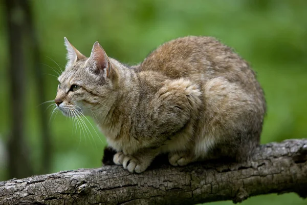 Αφρικανική Wildcat Felis Silvestris Lybica — Φωτογραφία Αρχείου