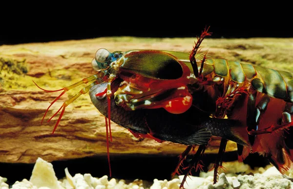 Peacock Mantis Camarão Odontodactylus Scyllarus Adulto Comendo Peixe — Fotografia de Stock