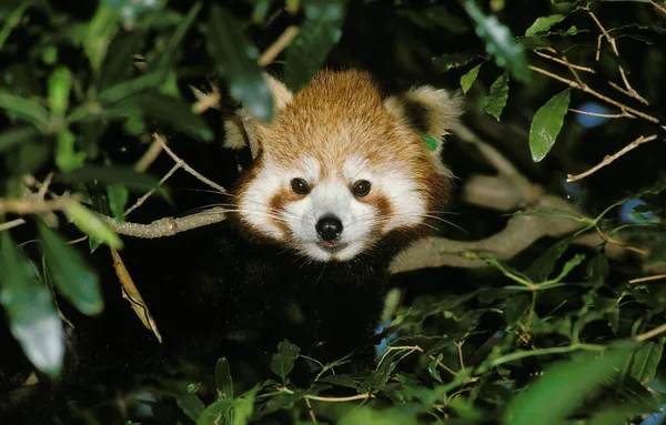 Red Panda Ailurus Fulgens Adult Standing Tree — стокове фото