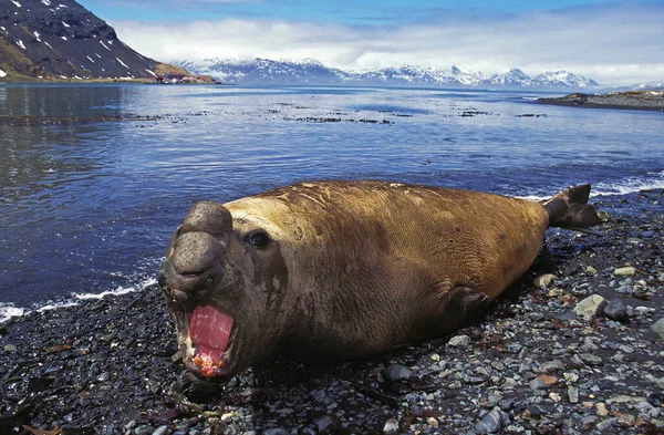 Southern Elephant Seal Mirounga Leonina Male Laring Beach Defensive Posture — стокове фото