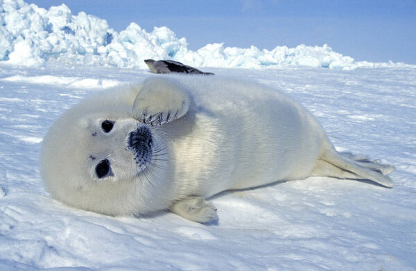 Harp Seal, pagophilus groenlandicus, Pup laying on Ice floe, Magdalena Island in Canada  