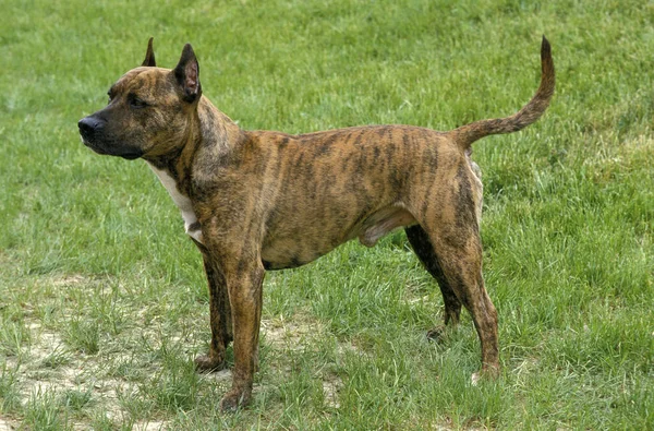 American Staffordshire Terrier Vieja Raza Estándar Con Orejas Cortadas —  Fotos de Stock