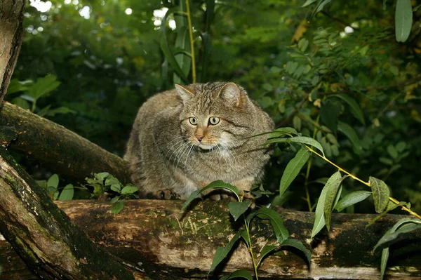 Европейская Дикая Кошка Фелис Шелкопряд Взрослый Стоящий Ветке — стоковое фото