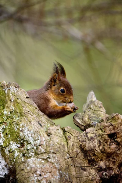 Ardilla Roja Sciurus Vulgaris Adulto Parado Muñón Comiendo Avellana Normandía —  Fotos de Stock