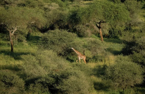 Masai Giraffe Girafa Camelopardalis Tippelskirchi Parque Tarangire Tanzânia — Fotografia de Stock