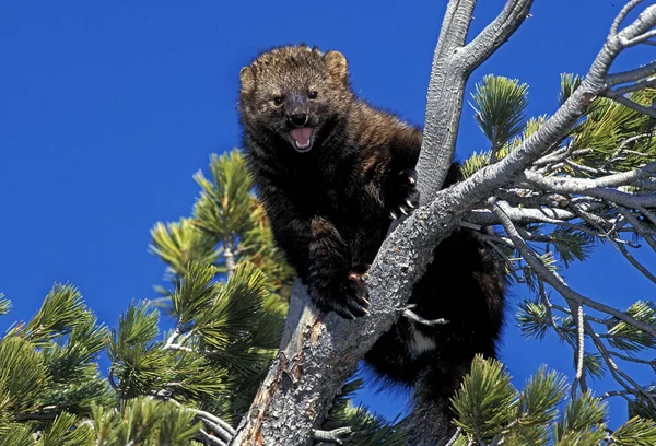 Fisher Martes Pennanti Adult Open Mouth Standing Branch Defensive Posture — стокове фото