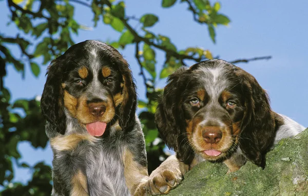 Picardy Spaniel Welpe Steht Auf Ast — Stockfoto