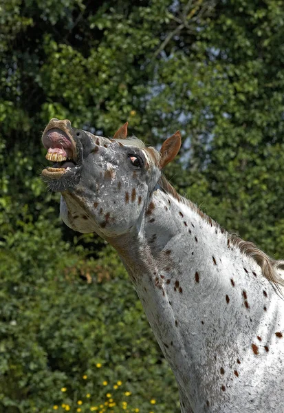 Appaloosa Paard Volwassen Janken — Stockfoto