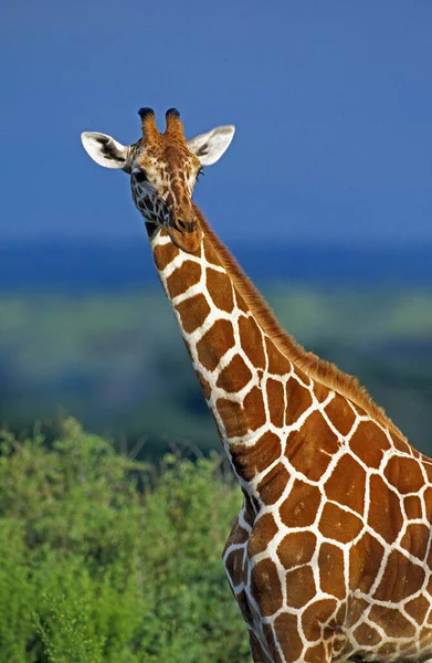 Giraffa Reticolata Giraffa Camelopardalis Reticulata Parco Samburu Kenya — Foto Stock