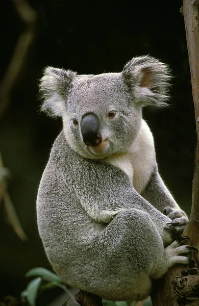 Koala Phascolarctos Cinereus Volwassen Zittend Branch Australië — Stockfoto