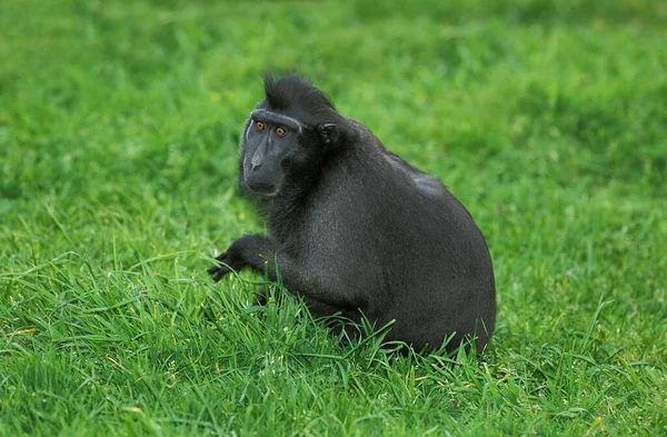 Crested Black Macaque Macaca Nigra Dorosły Siedzi Trawie — Zdjęcie stockowe