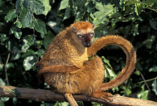 Svart Lemur Eulemur Macaco Kvinnliga Repor Svans — Stockfoto