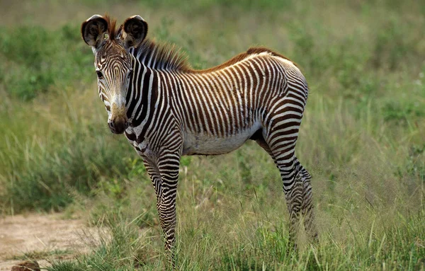 Grevy Zebra Equus Grevyi Fohlen Samburu Park Kenia — Stockfoto