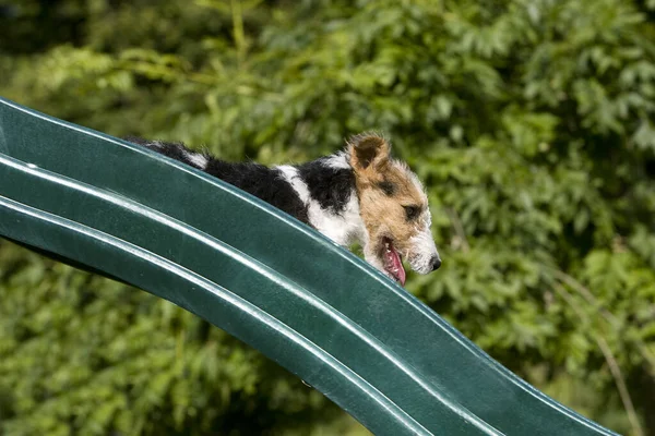 Alambre Pelo Fox Terrier Pup Bajando Por Diapositiva — Foto de Stock