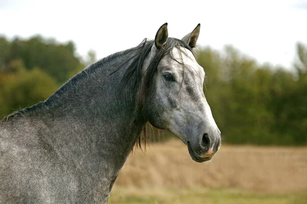Cavalo Lusitano Retrato Garanhão — Fotografia de Stock