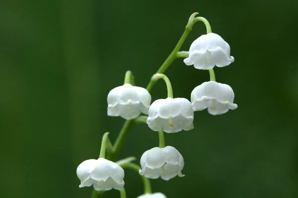 Lirio Del Valle Convallaria Majalis — Foto de Stock