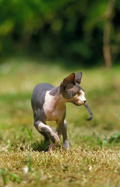 Sphynx Εγχώρια Γάτα Ενηλίκων Στέκεται Στο Γρασίδι — Φωτογραφία Αρχείου