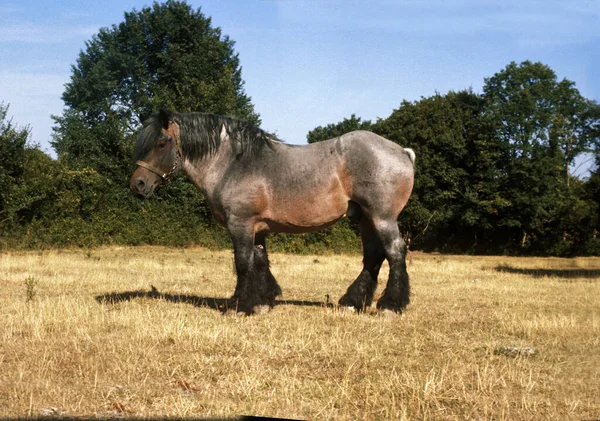 Ardenese Horse Száraz Füvön Áll — Stock Fotó