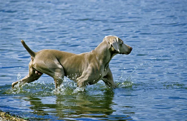 Weimar Pointer Dog Male Water — стокове фото