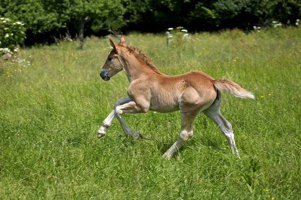 Galope Potro Através Pasto — Fotografia de Stock