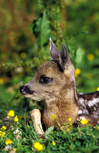 Roe Deer Capreolus Capreolus Fawn Laying Flowers Normandy — Stock Photo, Image
