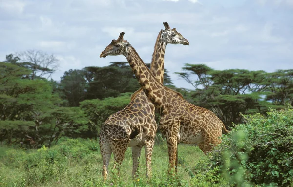 Masai Giraffe Giraffa Camelopardalis Tippelskirchi Взрослые Лесу Акация Парк Масаи — стоковое фото
