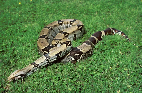 Boa Constrictor Boa Constrictor — Foto Stock