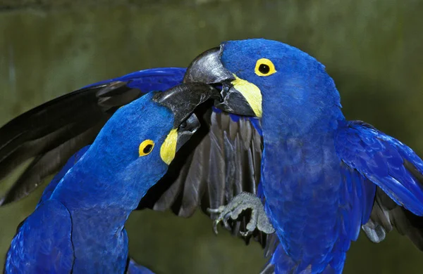 Hyacinth Macaw, anodorhynchus hyacinthinus, Adults, social Interaction
