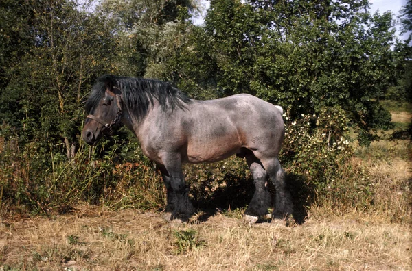 乾燥草の上に立つアルデンテ馬 — ストック写真