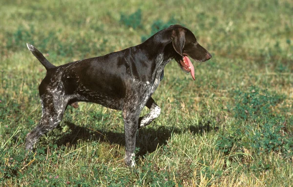 Německý Krátkosrstý Ohař Lovecký Pes — Stock fotografie