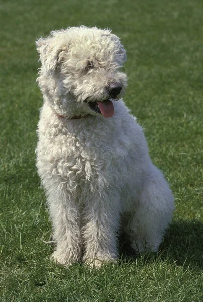 Hungrian Pumi Dog Adult Standing Grass — Fotografia de Stock