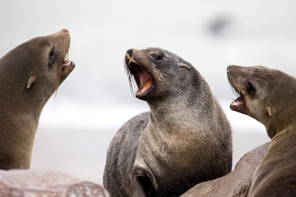 Sydafrikanska Fur Seal Arctocephalus Pusillus Cape Cross Namibia — Stockfoto