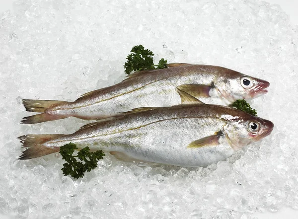 Whiting Merlangius Merlangus Fresh Fishes Parsley Ice — Stock Photo, Image
