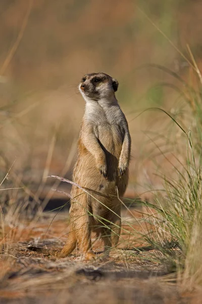Meerkat Suricata Suricatta Namibia — Stock Photo, Image