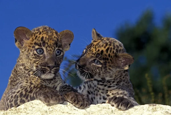 Leopard Panthera Pardus Cub Standing Rock — Stock Photo, Image