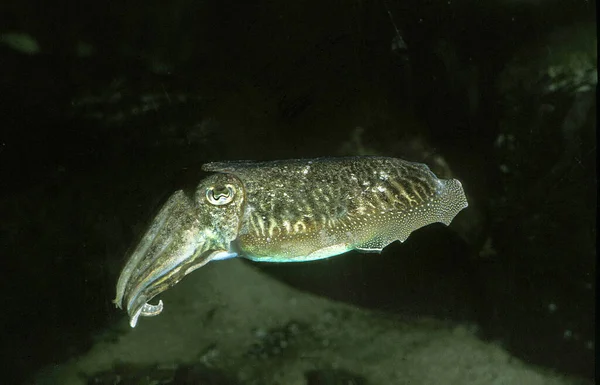 Cuttlefish Sépia Fundo Natural — Fotografia de Stock