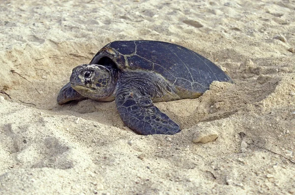 Loggerhead Sea Turtle Caretta Caretta Tesz Homok Tojások Miután Lerakta — Stock Fotó