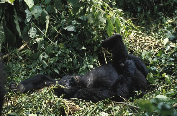 Gorila Montaña Gorila Beringei Joven Tumbado Parque Virunga Ruanda — Foto de Stock