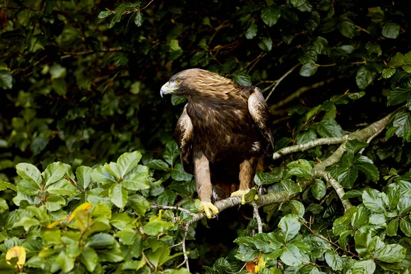 Golden Eagle Aquila Chrysaetos Adult Stojící Větvi — Stock fotografie