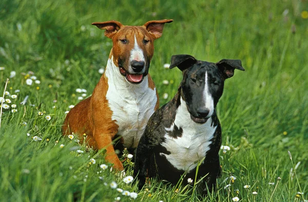 Αγγλικά Bull Terrier Σκύλοι Κάθονται Στο Γρασίδι — Φωτογραφία Αρχείου