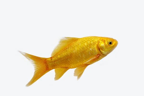 Золотая Рыбка Carassius Auratus Взрослый Белом Фоне — стоковое фото