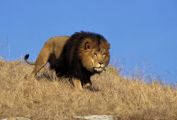 Африканский Лев Panthera Leo Мужчина Beautifful Mane — стоковое фото