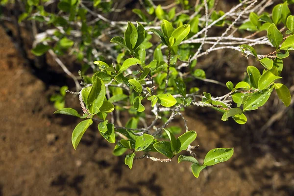 Coca, erythroxylum coca, Leaves for Cocaine production, Peru