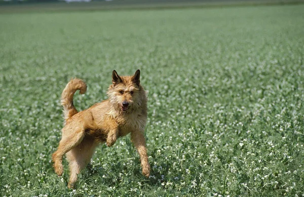 Picardia Shepherd Dog Adulto Pulando Campo — Fotografia de Stock