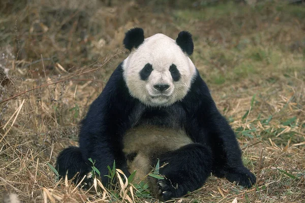 Giant Panda Ailuropoda Melanoleuca Felnőtt Ülés Wolong Reserve Kínában — Stock Fotó