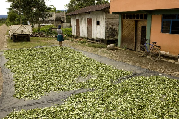 Coca Erythroxylum Coca Cocaine Production Drying Leaves Pilcopata Village Andes — ストック写真