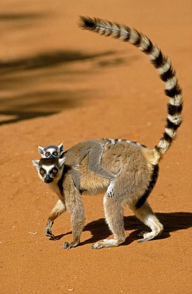 Ring Tailed Lemur Lemur Catta Mother Young Its Back Berenty — Stock Photo, Image