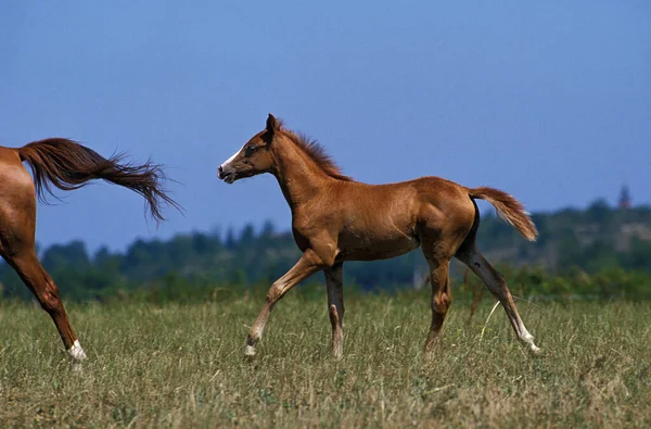 Anglo Arab Horse Hříbě Stojící Louce — Stock fotografie