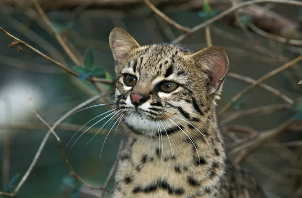 Gato Geoffroy Oncifelis Geoffroyi Retrato Adulto — Foto de Stock