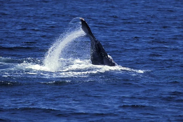 Baleia Humpack Megaptera Novaeangliae Cauda Surra Adulta Contra Superfície Água — Fotografia de Stock